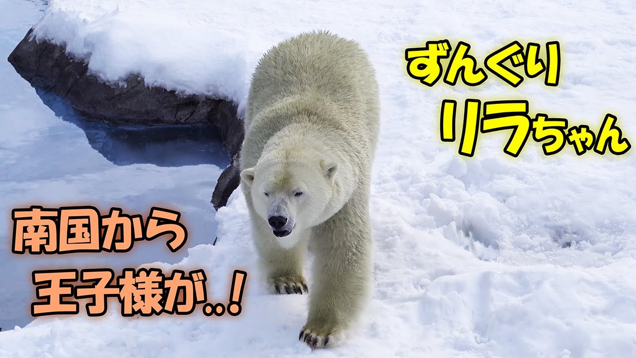 Белый медведь Лила