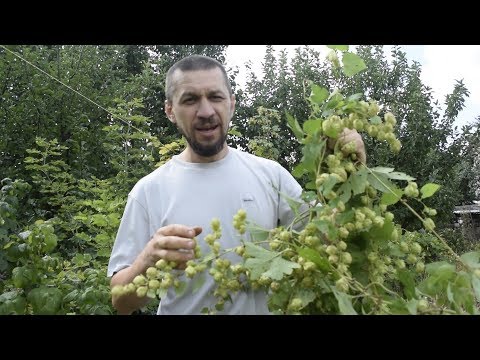 Видео: Ръководство за отглеждане на хмел: Как да отглеждате собствен хмел у дома