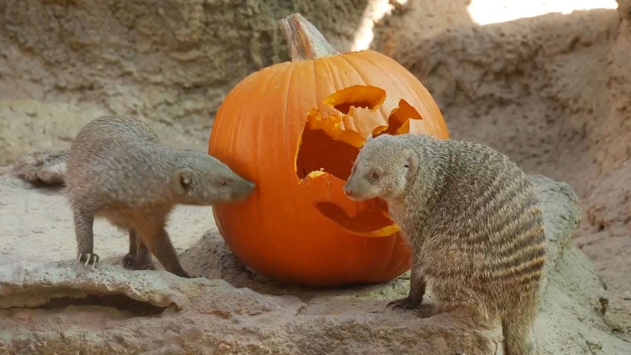 Zoo Boo Returns September 27