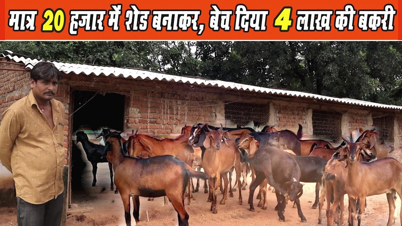 Low Cost Bakri Shed ।। सबसे सस्ते में बकरी शेड ।। Low Cost Goat Farming Shed । 62689 83031 YouTube