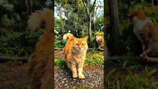 I found a Majestic cat in the park while i was feeding the cats