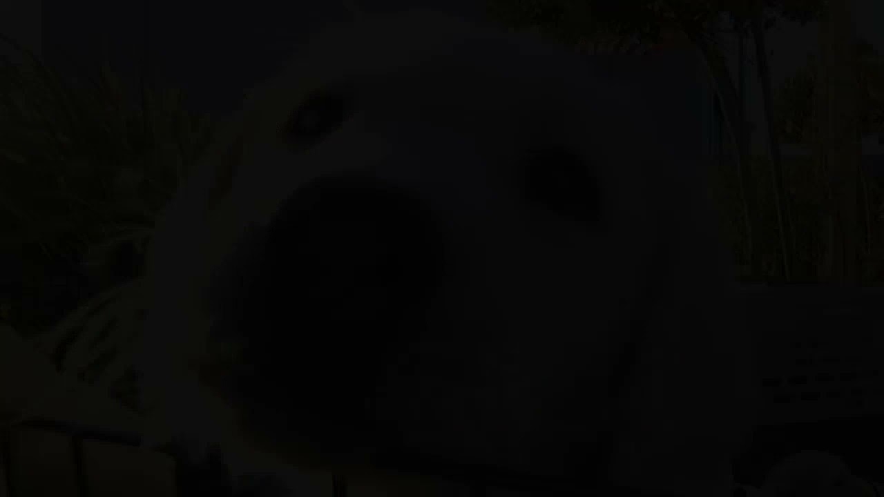 A dog got monkeypox in 1st case of human-to-animal transmission