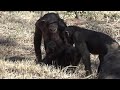 Tama chimps Fubuki attack Sakura and Ibuki .
