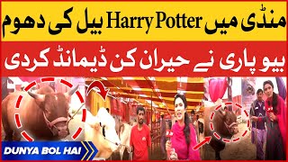 Maweshi Mandi 2023 | Harry Potter Bull In Karachi Highway Mandi | Breaking News