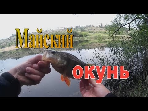 Майский окунь
