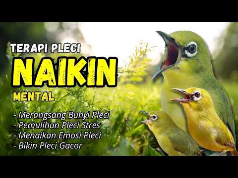 Semua jenis pleci langsung nyaut gacor buka paruh ini terapi nya 