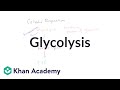 Overview of glycolysis  cellular respiration  biology  khan academy