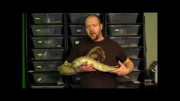 My 2010 Borneo Python Female