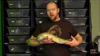 My 2010 Borneo Python Female