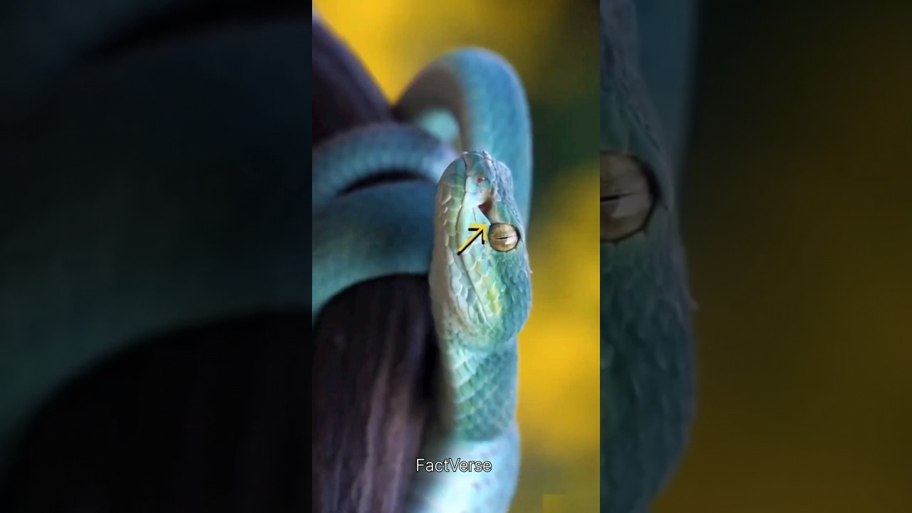 Animals light vision 