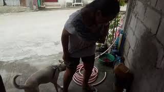 Magpaligo ng alagang Aso