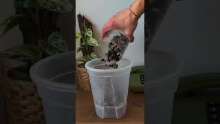 Self-Watering Setup Success. #shorts
