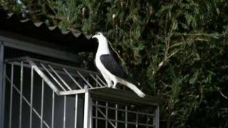 Kaftar Afghan 22-05-2011