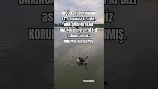 anlıyorum ki Bizi aslında ailemiz KORUMUŞ KURTARMIŞ.  #aile #gölet #kurtarma #hayvanlar #hüzün