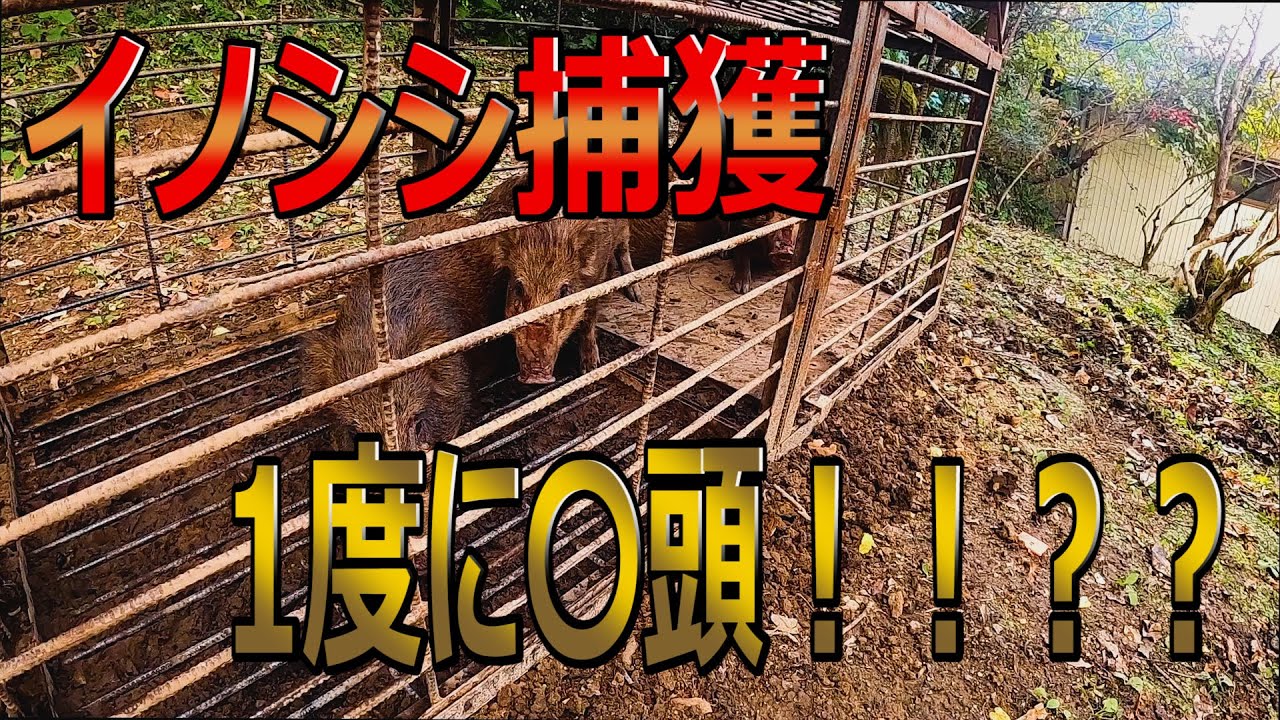 【狩猟】イノシシ捕獲！一度に○頭！！？？