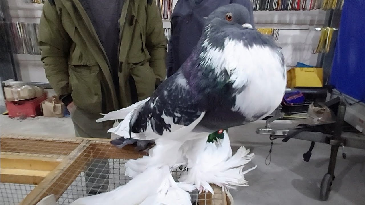 Птичий рынок .Германия.Город Hamm. 26.10.2025г.