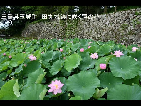 三重県玉城町 田丸城跡に咲く蓮の花 写真紀行 2023 - YouTube