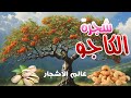 وثائقي عالم الأشجار اكتشف أسرار وفوائد شجرة الكاجو المذهلة