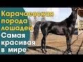 Карачаевские лошади, пожалуй самые красивые лошади в мире.Карачаевская порода лошадей,ООО Карплемхоз