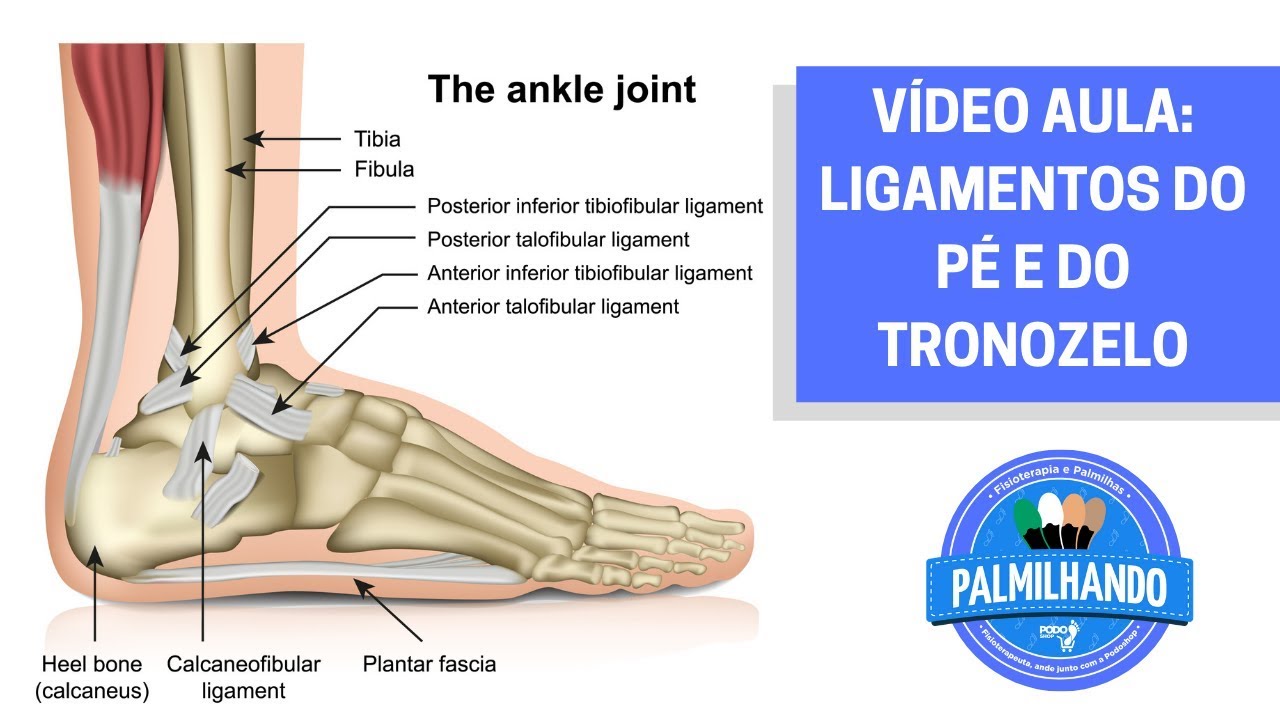 anatomia-dos-ligamentos-do-pe