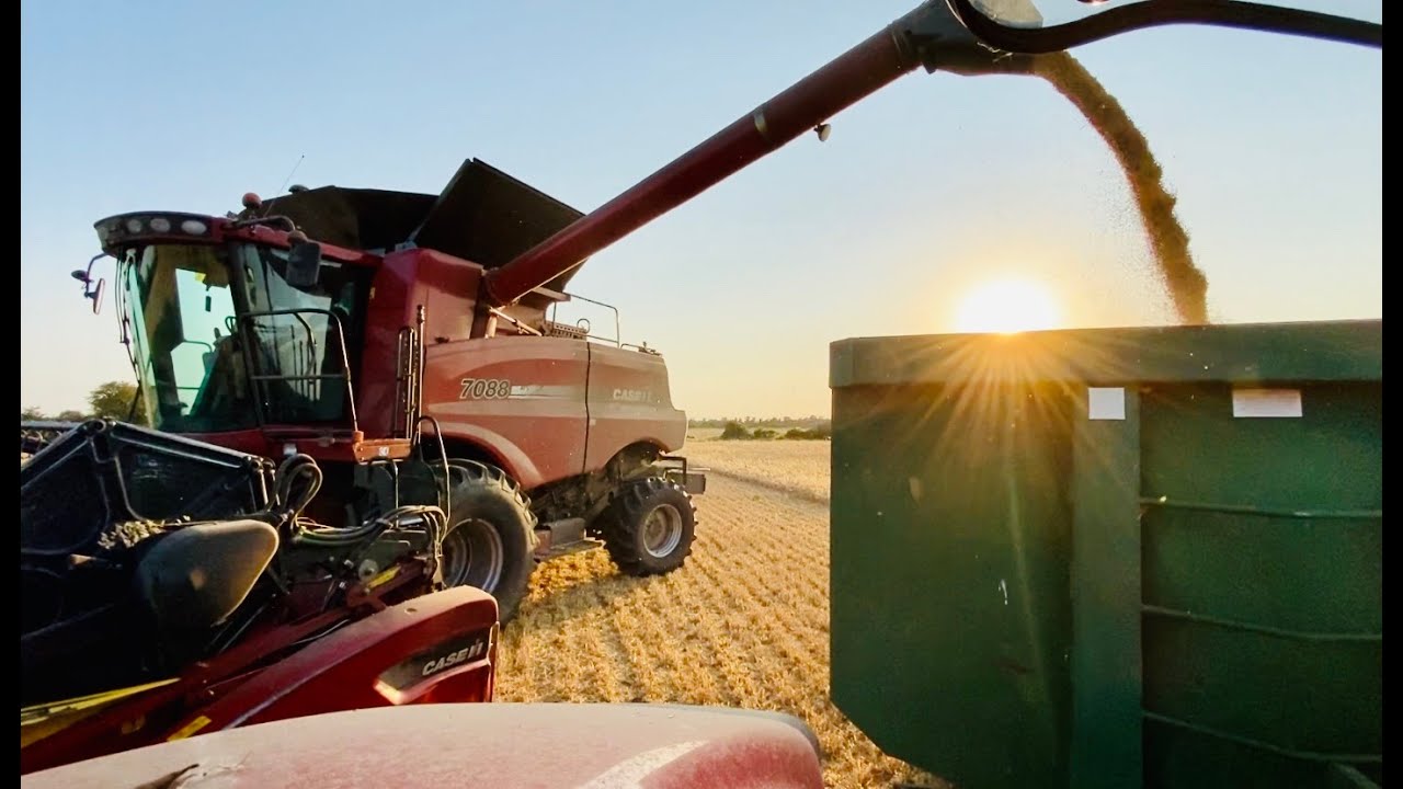 The terrible 2020 harvest is finished. Well, almost..