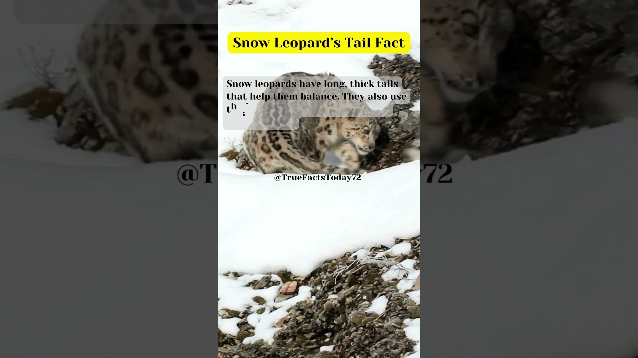 Snow Leopard’s Tail Fact 