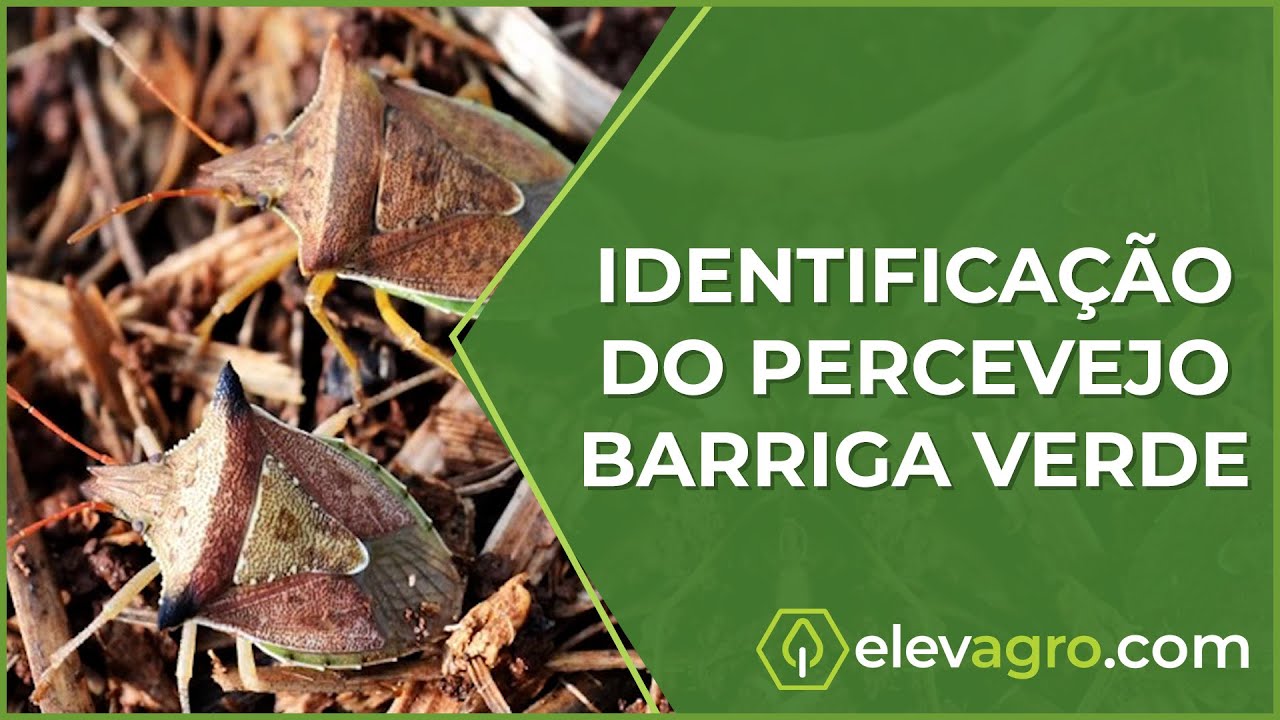 Identificação do Percevejo Barriga Verde no Milho YouTube Identificação do Percevejo Barriga Verde no Milho YouTube