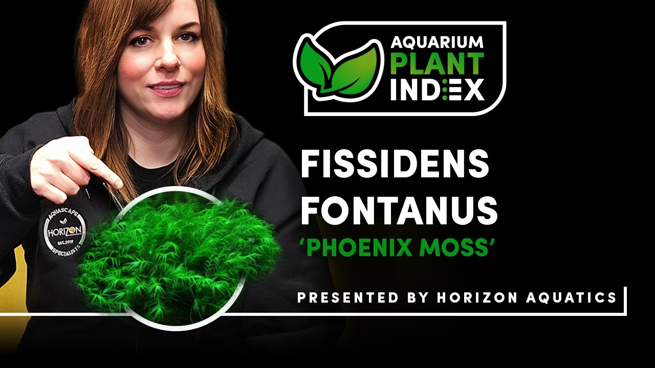 Fissidens fontanus Care Guide | The Ultimate Moss for Aquascaping?
