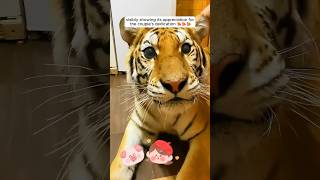 A couple adopted a blind tiger cub and raised it by love #shorts