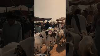 ❤ #foryou #cow #cows #mandi #problem #shorts #eiduladha #mandiseason #youtubeshorts #trend #travel