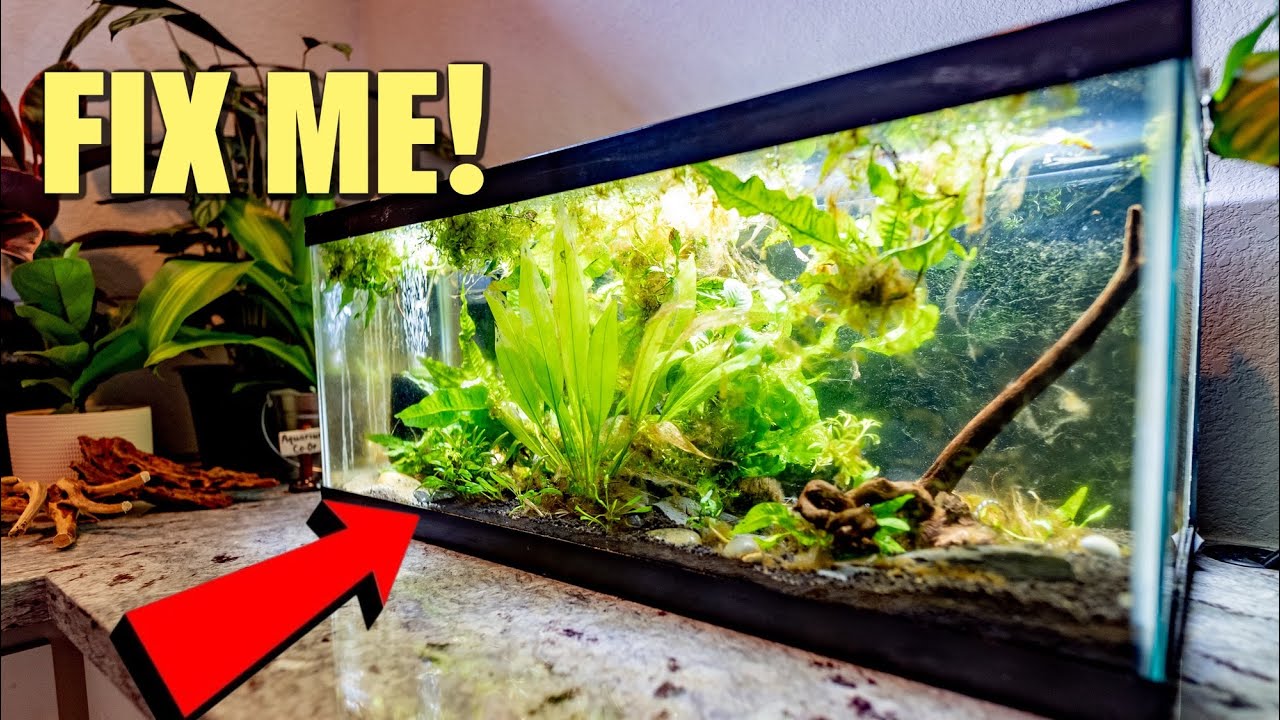 Fixing an Aquarium Disaster
