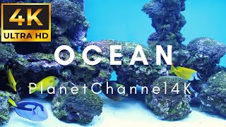 عالم آخر في أعماق البحار و المحيطات| Aquarium  4K