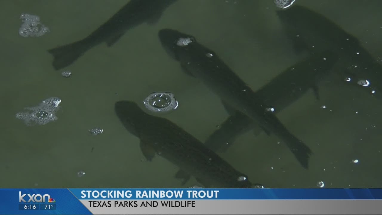 GO FISH: Texas Parks & Wildlife rainbow trout stocking starts Friday