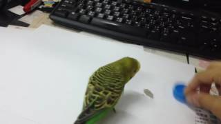 1050719虎皮啾啾玩耍1