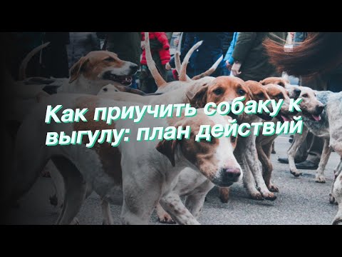 Как приучить собаку к выгулу: план действий