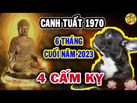 Video: CẬP NHẬT: Shelter Pup ôm bạn bè và kết thúc tiết kiệm cuộc sống của họ