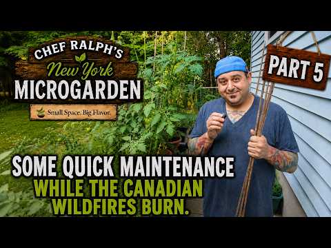 Chef Ralph New York Micro Garden: Episode 5: Quick maintenance while the Canadian wildfires burn