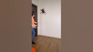 أكبر عنكبوت فى العالم 