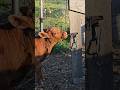 Just stop!!! 😭 #farmlife #cow #calf #momlife #homesteading #cattlewomen #cattle #farmmom #farm