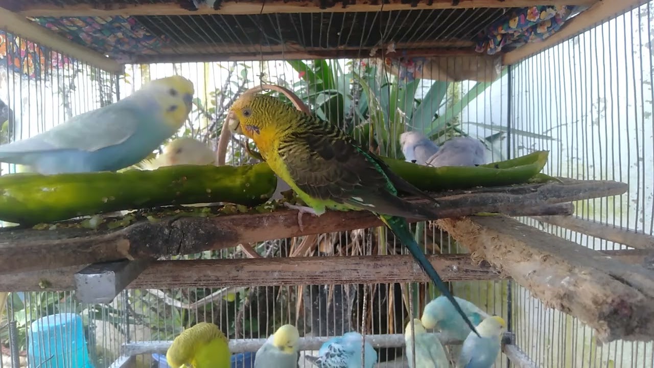 Beautiful Birds Creating a Peaceful Mood