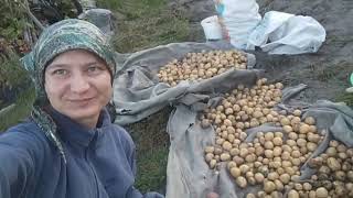 видео: 16 СЕНТЯБРЯ. ВЫКОПАЛИ С МАМОЙ ЗА 6 ЧАСОВ 10 ВЁДЕР КАРТОШКИ. ПЕРЕБИРАЕМ. НАШ УРОЖАЙ. ВИНОГРАД. ЦВЕТЫ. картинка: 16 СЕНТЯБРЯ. ВЫКОПАЛИ С МАМОЙ ЗА 6 ЧАСОВ 10 ВЁДЕР КАРТОШКИ. ПЕРЕБИРАЕМ. НАШ УРОЖАЙ. ВИНОГРАД. ЦВЕТЫ.