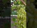 شوف العنب الرازقي قبل نضوجة
