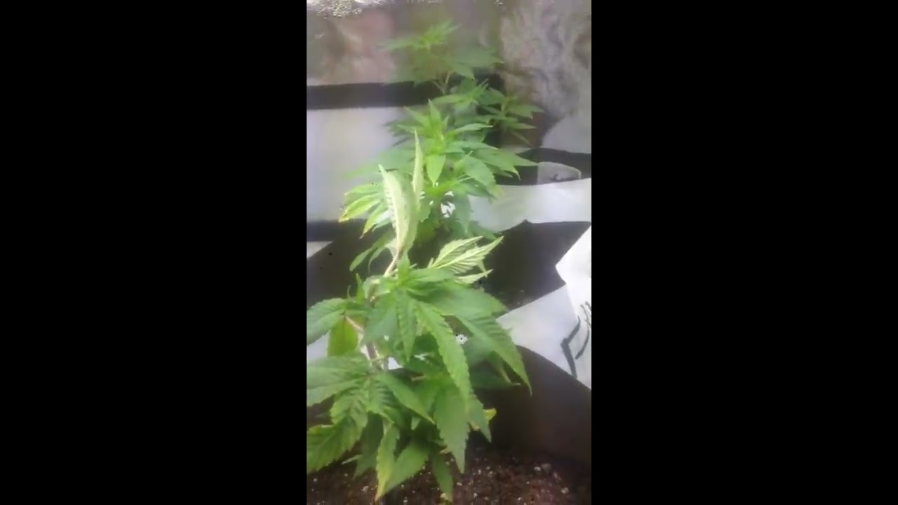 Purple stems cannabis