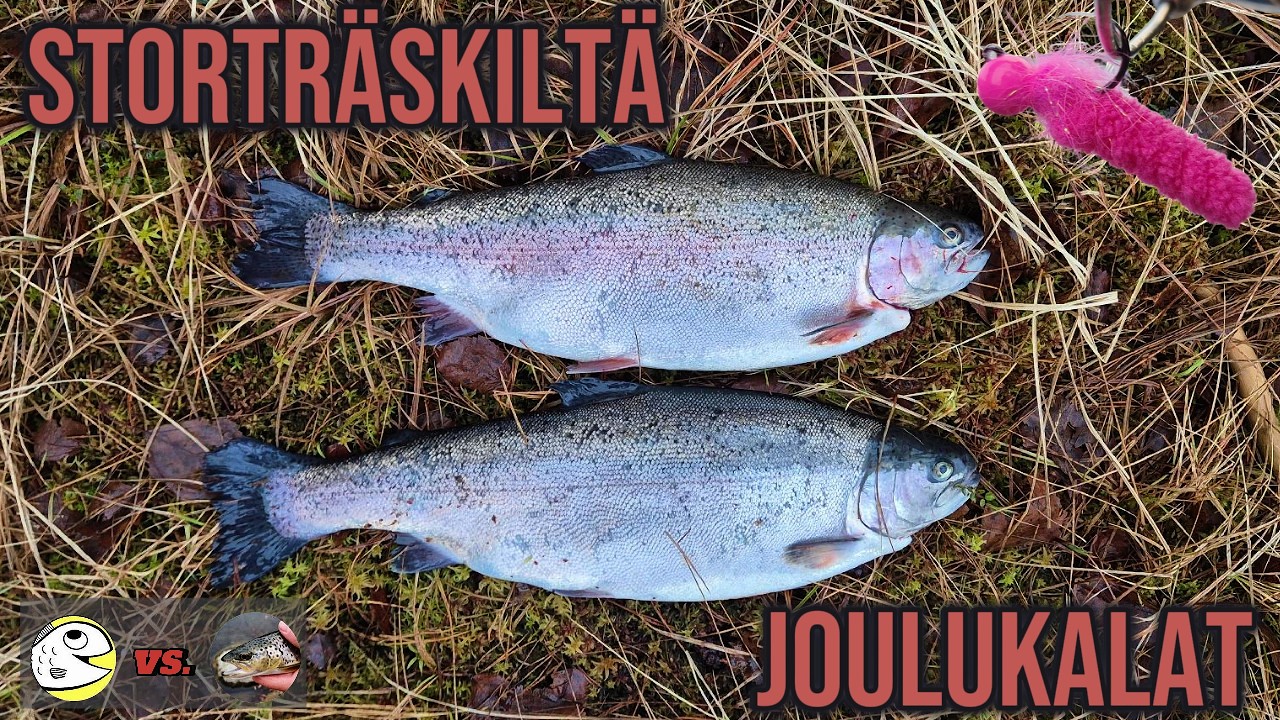 Storträskiltä kiintiöt täyteen moppiperholla