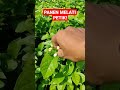 Panen Bunga Melati Teh 🌸