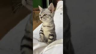 Cute Kittens❤️【26】#Shorts #Cutecat520 #Cat #Kittens #Pets