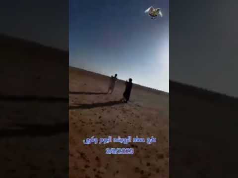 م شاء الله تبارك الرحمن طرح اليوم بالاردن حماد الرويشد طير وكري بداية الخير