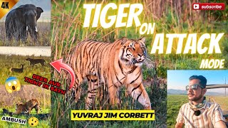 TIGER SIGHTING IN DHIKALA GRASSLAND 😍 MAHOOL BNA HE DIYA #yuvrajjimcorbett #tigersighting #dhikala