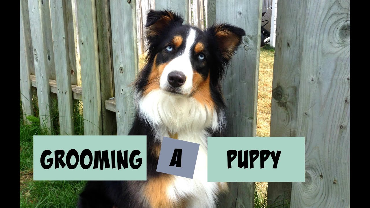 puppy paradise Introducing Your Puppy to Grooming |Life With Aspen|