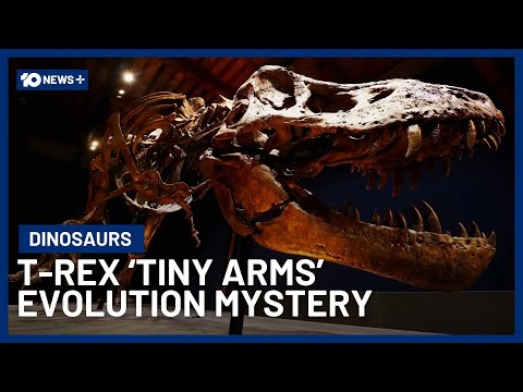 Mystery Behind Why T-Rex's Have Tiny Arms Revealed | 10News+